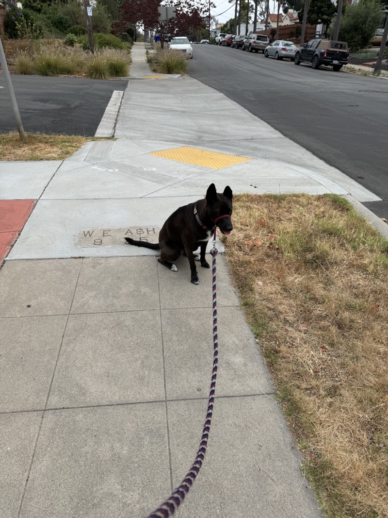 A picture of a black dog named Bowie sitting, taken on July 6 2024 at 7:37 am